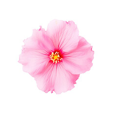 beautiful blossom flower isolated