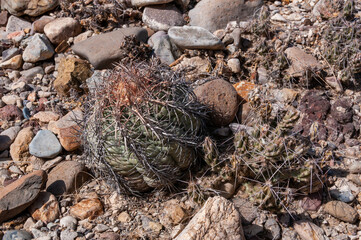 Turk's head cactus (Echinocactus horizonthalonius) in the Texas Desert