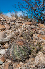Turk's head cactus (Echinocactus horizonthalonius) in the Texas Desert