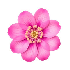 beautiful blossom flower isolated