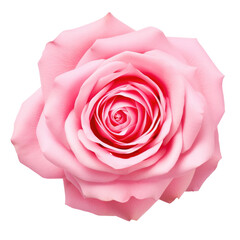 Fototapeta premium beautiful blossom flower isolated