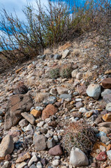 Turk's head cactus (Echinocactus horizonthalonius) in the Texas Desert
