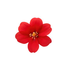 beautiful blossom flower isolated