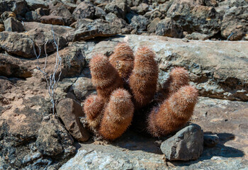 Rainbow cactus (Echinocereus pectinatus), bushing plant among stones