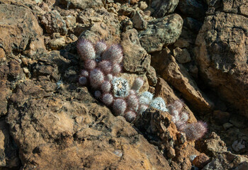 Escobaria (tuberculosa or dasyacantha) - foxtail cactus, Texas
