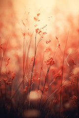 Wild grass at sunset. Macro image, shallow depth of field. Abstract summer nature background.