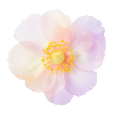 beautiful blossom flower isolated