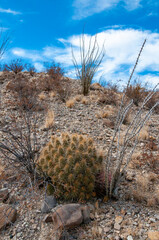 Desert landscape, Strawberry hedgehog cactus (Echinocereus stramineus), straw-colored hedgehog