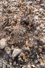Turk's head cactus (Echinocactus horizonthalonius) in the Texas Desert