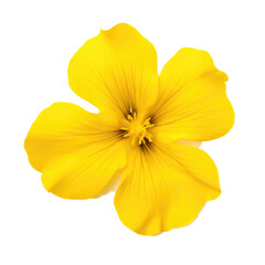 Obraz premium beautiful blossom flower isolated