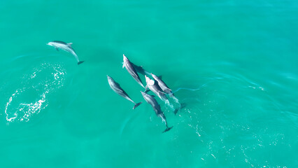 Dolphins Swimming At San Diego In California United States. Wildlife Scenery. Wild Sea Animals. Dolphins Swimming At San Diego In California United States. 