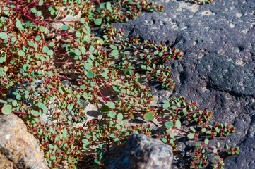 Annual xerophytic herbaceous plants on the bottom of a dry river among stones in the Texas