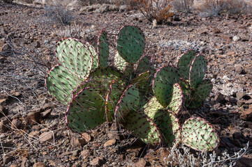 Long-spined purplish prickly pear  cactus (Opuntia macrocentra), сacti in the rock desert
