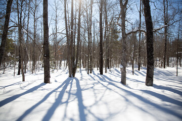 The woods with snow covered trees