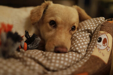 Cozy Canine Comfort: Dog Relaxing in His Bed