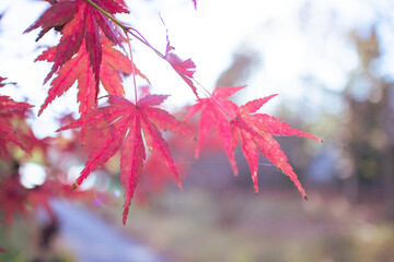 赤い紅葉