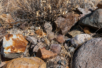 Escobaria tuberculosa - whitecolumn foxtail cactus, Escobaria cacti Big Bend NP