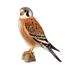 American Kestrel isolated on transparent background