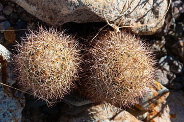 Escobaria tuberculosa - whitecolumn foxtail cactus, Escobaria cacti Big Bend NP