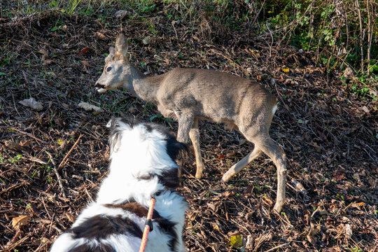 Tame juvenile Roebuck with dog  . Zahmer junger Rehbock mit Hund