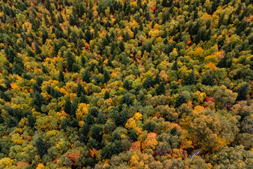 colorful autumn forest in the Caucasus mountains