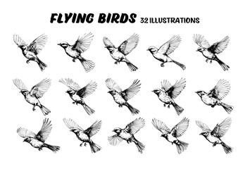 Collection of drawn flying birds. Sketch illustration.