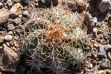 Turk's head cactus (Echinocactus horizonthalonius) in the Texas Desert