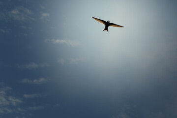 The silhouette of a bird high in the sky