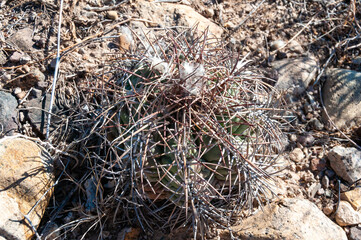 Turk's head cactus (Echinocactus horizonthalonius) in the Texas Desert