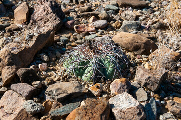 Horse crippler or devil's pincushion cactus (Echinocactus texensis) in the Texas Desert