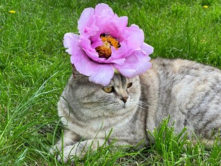 Lady cat with flower, romantic feminine feline lying on the grass.