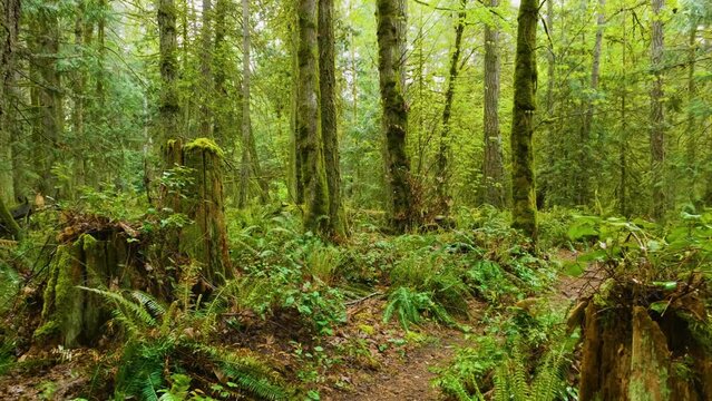 Mossy Maple Grove Trees in Vancouver Island of Pacific Ocean.