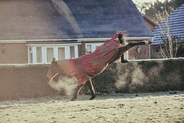 Horse galloping and bucking playfully in a frosty grass paddock