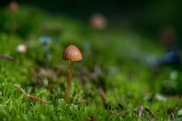 mushroom in the grass