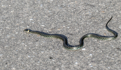 common grass snake, black snake on the asphalt