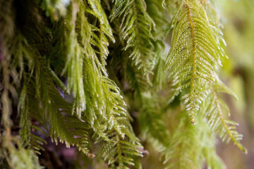 close up of fern