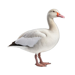 Snow Goose isolated on transparent background