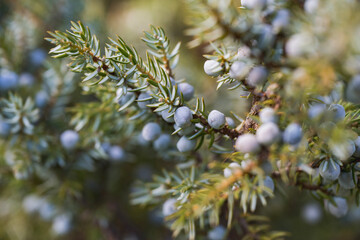 Juniper berries 