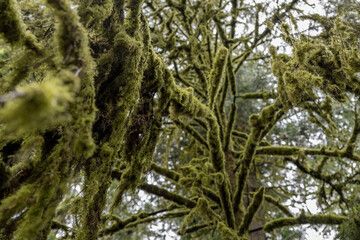 tree in the forest with mooses