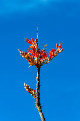 Flower of the ocotillo plant (Fouquieria splendens) in the Chihuahuan Desert