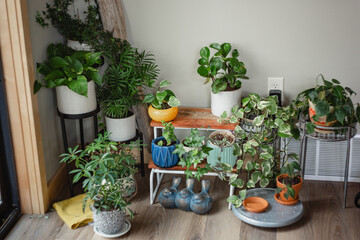 Fototapeta na wymiar Plants in the corner of a house indoors.