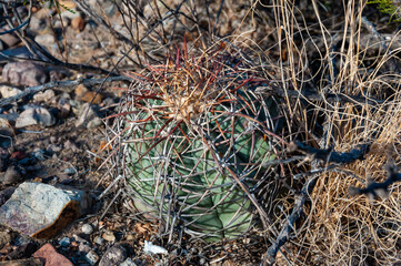 Turk's head cactus (Echinocactus horizonthalonius) in the Texas Desert