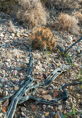 Desert landscape, Strawberry hedgehog cactus (Echinocereus stramineus), straw-colored hedgehog