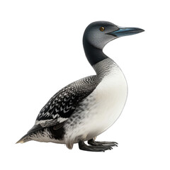 Common Loon isolated on transparent background