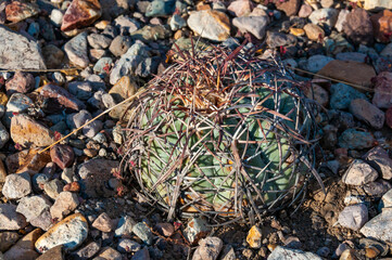 Turk's head cactus (Echinocactus horizonthalonius) in the Texas Desert