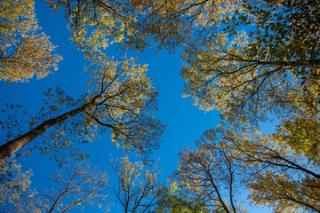 Beech tree crowns in the fall looking up with the sky in the background