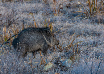 A pair of javelinas (Pecari tajacu) walk through the desert in Big Bend National Park