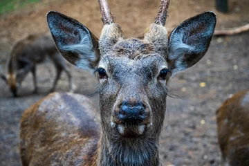 Tuinposter Male roe deer with an expressive look. © Pavel