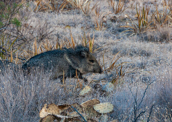 A pair of javelinas (Pecari tajacu) walk through the desert in Big Bend National Park