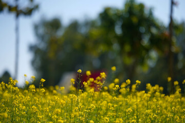 Yellow Mustard, Rapeseed flower, Mustard Farm